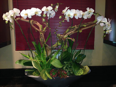 Website-Blooming-Orchid-Arrangement-Large-H
