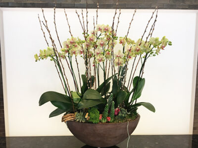 Website-Blooming-Orchid-Arrangement-Large-Yellow-with-Pussy-Willows-and-Succulents