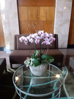 Website-Blooming-Orchid-Arrangement-Medium