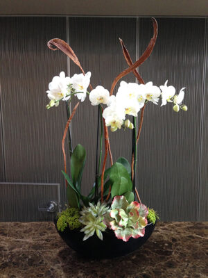 Website-Blooming-Orchid-Arrangement-Medium-C
