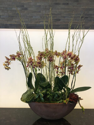 Website-Blooming-Orchid-Arrangement-Yellow-in-oval-bowl-with-moss-coated-birch-branches-and-jade-succulents-at-base