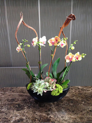 Website-Blooming-Orchid-Arrangement-four-stalks-in-oval-bowl-A