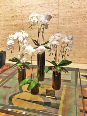 Website-Blooming-Orchid-Arrangement-in-various-sizes-of-black-cylinder-vases