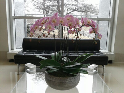 Website-Blooming-Orchid-Arrangement-lavender-with-three-six-inch-doubles