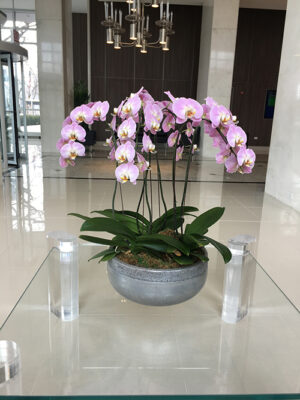 Website-Blooming-Orchid-Arrangement-variegated-pink-with-three-six-inch-doubles