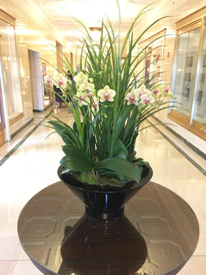 Website-Blooming-Orchid-Arrangement-with-green-grasses-and-accents-at-base