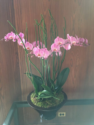 Website-Blooming-Orchid-Arrangement-with-green-moss-coated-mitsumata-branches-B