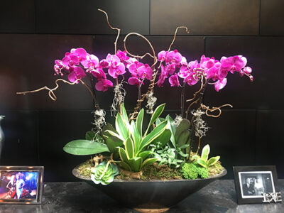 Website-Blooming-Orchid-Arrangement-with-kiwi-vine-sans-and-succulents