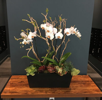 Website-Blooming-Orchid-Blooming-Arrangement-Medium-A