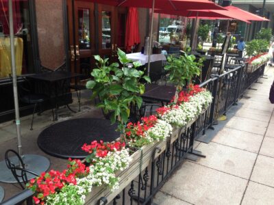 hibiscus alyssum begonias